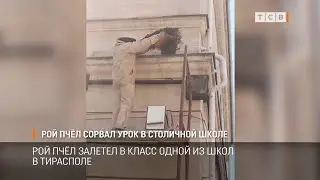 Рой пчёл сорвал урок в столичной школе