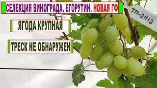 🍇 Селекция винограда! Егорутин. Новая ГФ с КРУПНОЙ ЯГОДОЙ и без ТРЕСКА. Обзор на 30 августа.