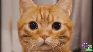 - Ну все, Мазонкин, сейчас я тебя сам утоплю! Что за кот-то такой! - возмутился Сашка