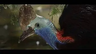 Australian Cassowary Exploring the Rainforest