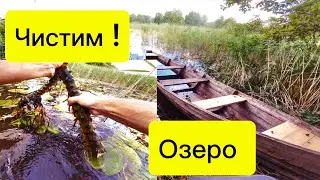 Растения для Пруда! Кувшнки летом трудно найти!