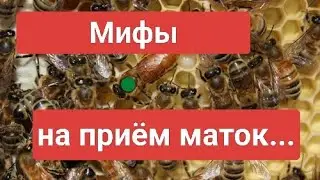 Мифы на приём маток...