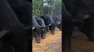 Pig Party Food 🥳 #animal #viral #pig #wildpig #pigfarmvideo #wildlife #boar #wildboar #farmlife