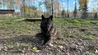Самые красивые волки 🐺‼️ кот Симба мешает делать обзор парка.
