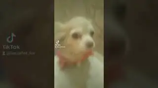 Dog #shorts #tiktok #dog #500subs