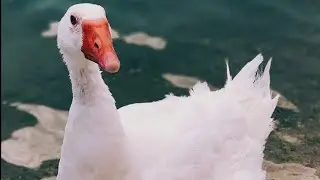 Гус наезжает на Иностранца 😆👍▶️