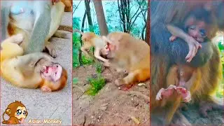 Baby monkey cried loudly because he was bullied by his mother and his fellow monkeys. How pitiful!