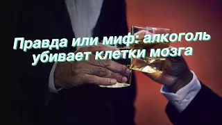 Правда или миф: алкоголь убивает клетки мозга