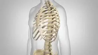 Lumbar Spinal Stenosis - Patient Animation