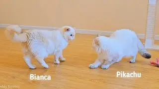 Pikachu saw his older sister Bianca before her trip to Boston