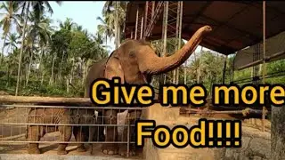 Hungry Elephant Asking for Food