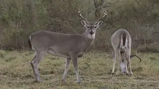 South Texas deer hunt with the HyperGhost 425.