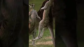 Crikey! I wouldn't want to mess with an Eastern Gray Kangaroo! #AmazingAnimals #Kangaroo #NatGeoKids