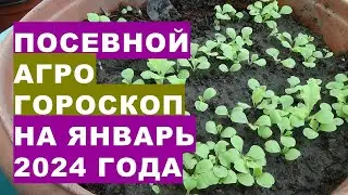 Sowing agrohoroscope for January 2024. Sowing agrohoroscope for January 2024