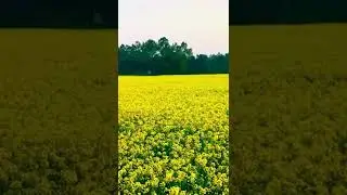 Field of mustard flower