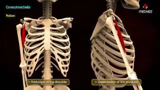 Muscles of the Anterior Compartment of Arm - Anatomy of Upper Limb