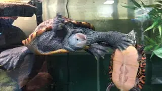 Vivian, the Diamondback Terrapin Turtle swats her friend Pat the painted turtle