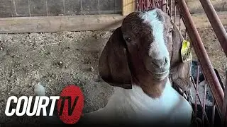 Rival's Show Goat Killed: Teen Cheerleader Charged with Animal Cruelty