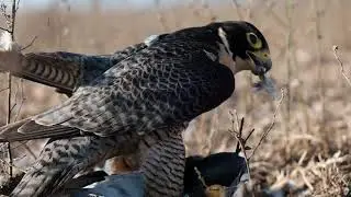 Peregrine falcon Stoop and kill its prey