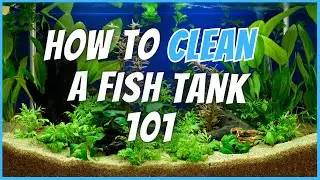 How to Clean an Aquarium - Step-by-Step Guide