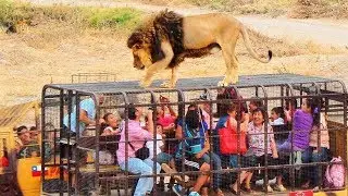 Chilean Reverse Zoo Puts HUMANS In Cages