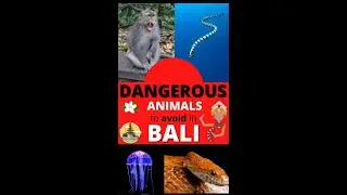 DANGEROUS ANIMALS IN BALI INDONESIA