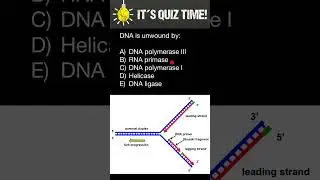 DNA polymerase III, Primase, DNA polymerase I, Helicase, Ligase