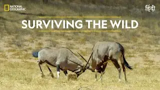 Surviving the Wild | Africa’s Deadliest | हिन्दी | Full Episode | S6 - E3 | Nat Geo Wild