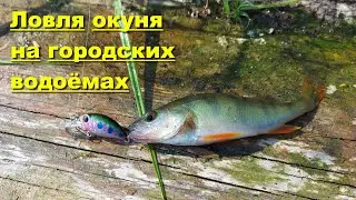 Ловля окуня на городских водоёмах