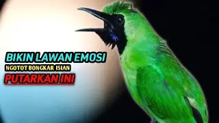 CUCAK IJO WWDGK// pancingan emosi ijo biar ngotot bongkar isian