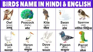 Birds name in hindi and english with pictures | name of birds | पक्षीयों के नाम