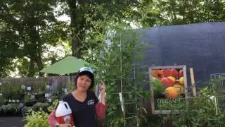 8' Sun Gold Tomatoes in a Smart Pot!