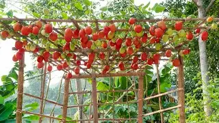 Full Video: 80 days of growing tomatoes and the secret to making them bear fruit