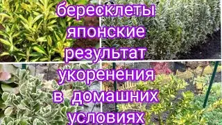 ТАКИЕ БЕРЕСКЛЕТЫ СТОИТ ВЫРАЩИВАТЬ 🤗👍🌺