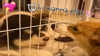 Corgi Puppy And Alaskan Malamute Puppy Playing Together