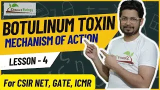 Botulinum toxin mechanism of action | Neurotoxin mode of action