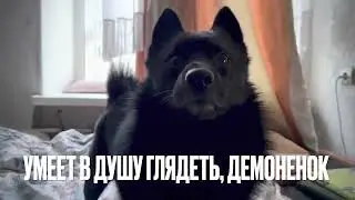 Шипперке - само обаяние и хитрость. Только посмотрите в эти глазки 😀