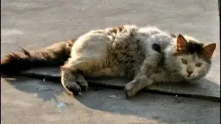 Обессиленная, истощения кошка лежала на обочине дороги,  она даже не могла встать на лапки