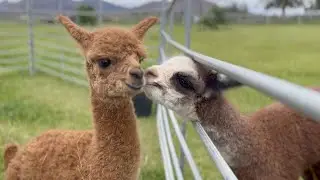 Alpaca Experience at Crescent Moon Ranch - Adventure Guru