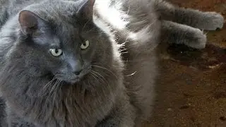 Competing With Cat Photos