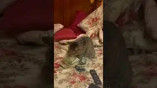 Кот доллары считает🤣