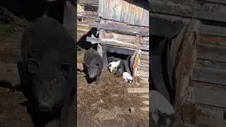 поросята греются на солнышке.