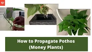 How to Propagate Pothos