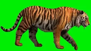 Green Screen Tiger | Tiger Green Screen Video No Copyright | Tiger Running Green Screen 3D Animation