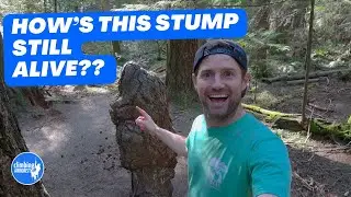 This LIVING TREE STUMP is AMAZING why? how?