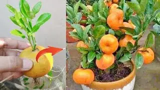 New skills! Growing a Orange's tree from orange fruit in water