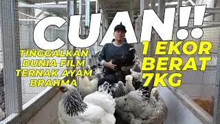 Cuan Jutaan dari Ternak Ayam Brahma; Bongkar Cara Ternak dan Pemasarannya ‼️