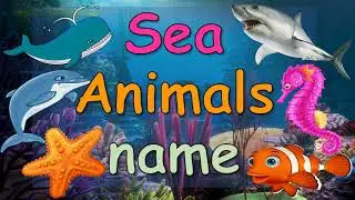 50 Sea Animals Names || Marine Animals with pictures || Water Animals flashcards