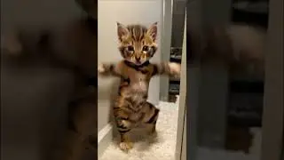 How can this cat dance (AI)😶‍🌫️😶‍🌫️😶‍🌫️