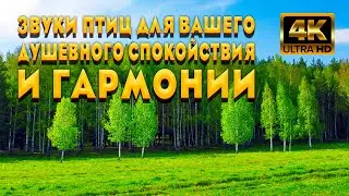Звуки Птиц Для Вашего Душевного Спокойствия И Гармонии. Насладитесь Лечебным Пением Птиц В Лесу.